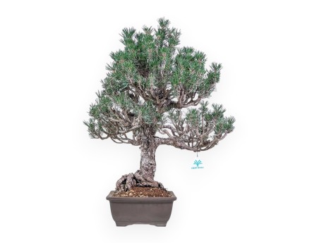 Bonsái de Pinus thunbergii kotobuki %separator% %category%