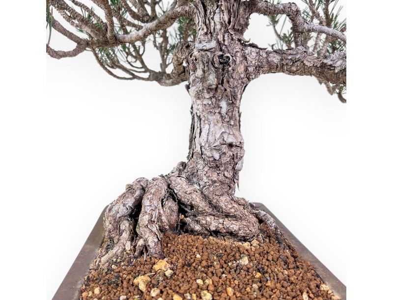 Bonsai van Pinus thunbergii kotobuki %separator% %category%