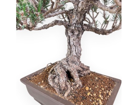 Bonsaï de Pinus thunbergii kotobuki %separator% %category%