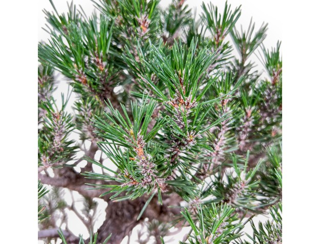 Pinus thunbergii ‘Kotobuki’ bonsai %separator% %category% 2