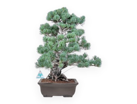 Pinus pentaphylla-Bonsai %separator% %category%