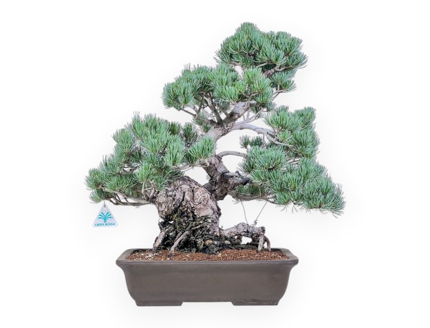 Bonsái de Pinus pentaphylla %separator% %category%