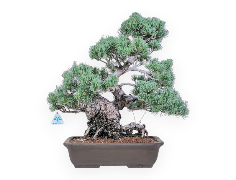 Pinus pentaphylla bonsai %separator% %category%