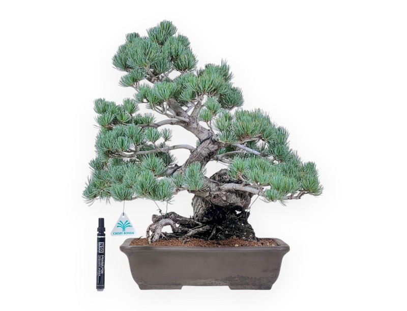 Pinus pentaphylla bonsai %separator% %category%