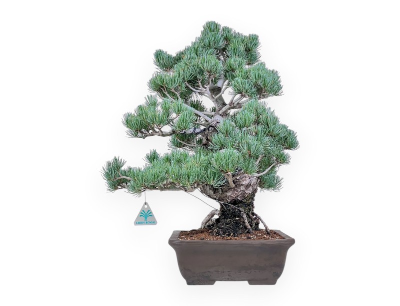 Bonsai di Pinus pentaphylla %separator% %category%