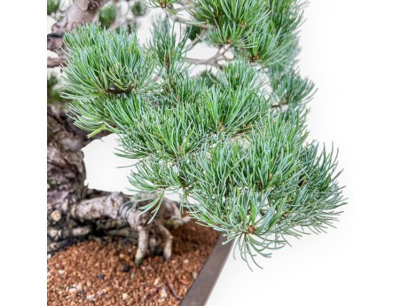 Pinus pentaphylla bonsai %separator% %category%