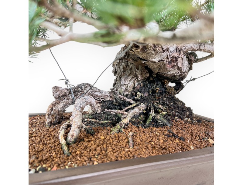 Bonsái de Pinus pentaphylla %separator% %category%