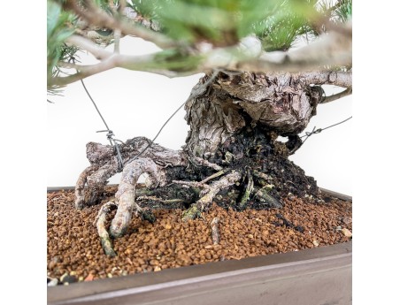 Bonsái de Pinus pentaphylla %separator% %category%