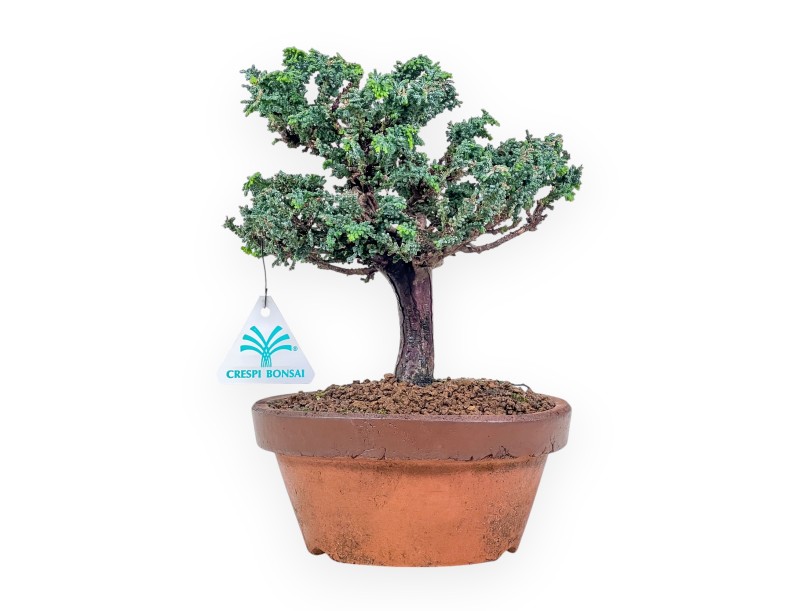 Bonsai aus Chamaecyparis sekka inoki %separator% %category%