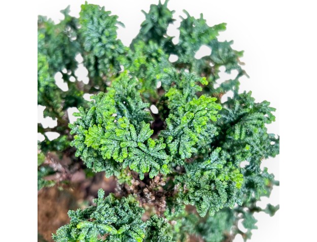 Chamaecyparis sekka inoki bonsai %separator% %category% 2
