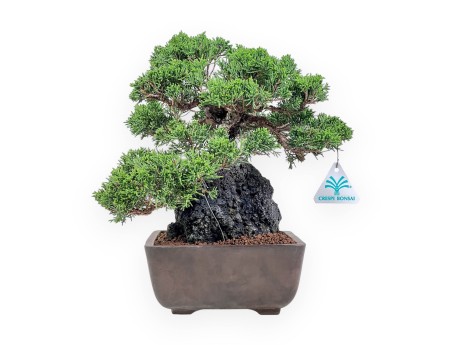 Bonsái de Juniperus chinensis %separator% %category%
