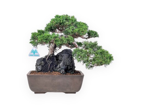 Bonsái de Juniperus chinensis %separator% %category%