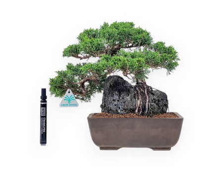 Bonsái de Juniperus chinensis %separator% %category%