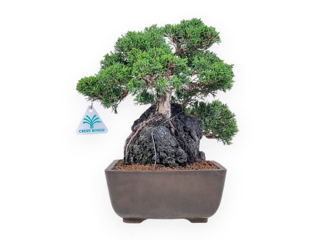 Juniperus chinensis bonsai %separator% %category%