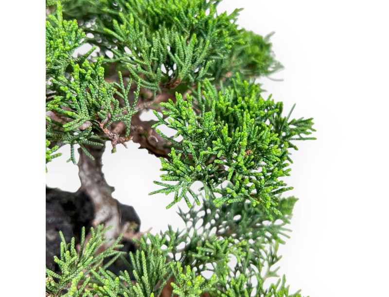 Bonsái de Juniperus chinensis %separator% %category%