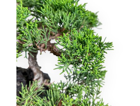 Bonsaï de Juniperus chinensis %separator% %category%
