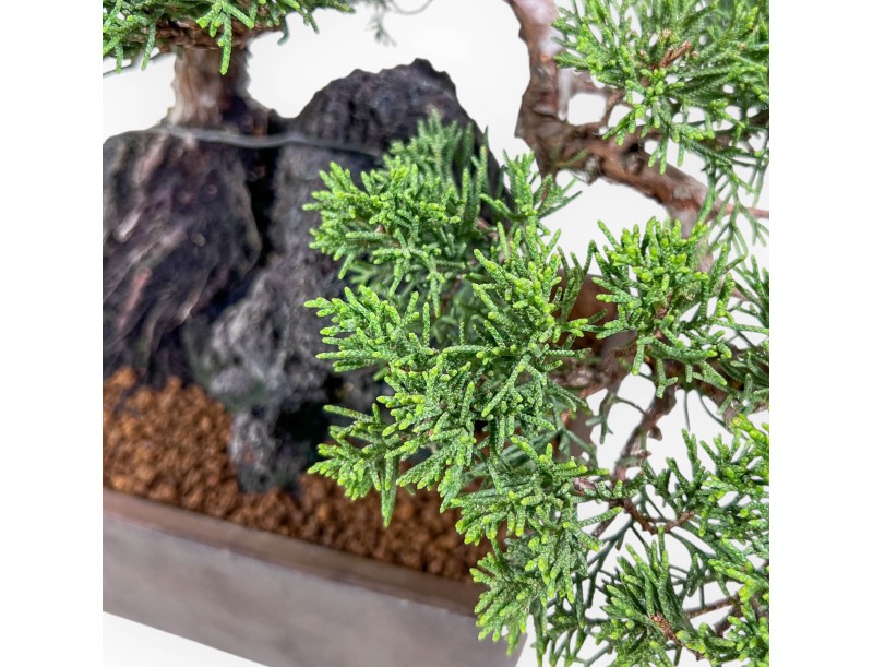 Bonsái de Juniperus chinensis %separator% %category%