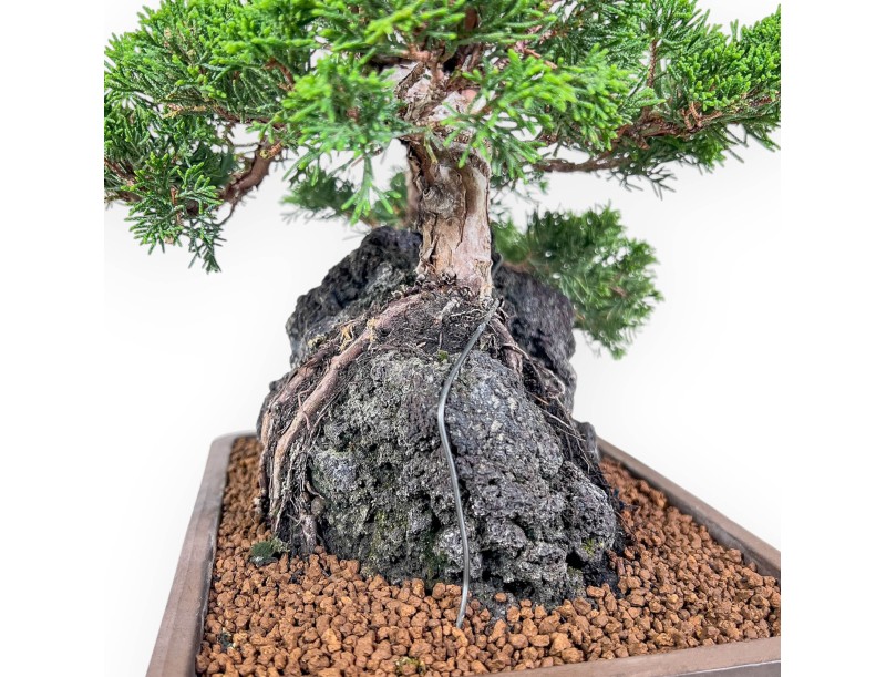 Bonsái de Juniperus chinensis %separator% %category%