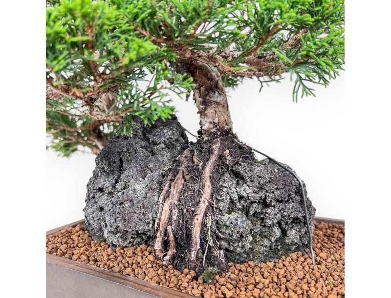 Bonsai di Juniperus chinensis %separator% %category%
