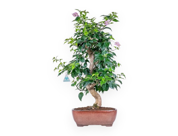 Bougainvillea-Bonsai %separator% %category%