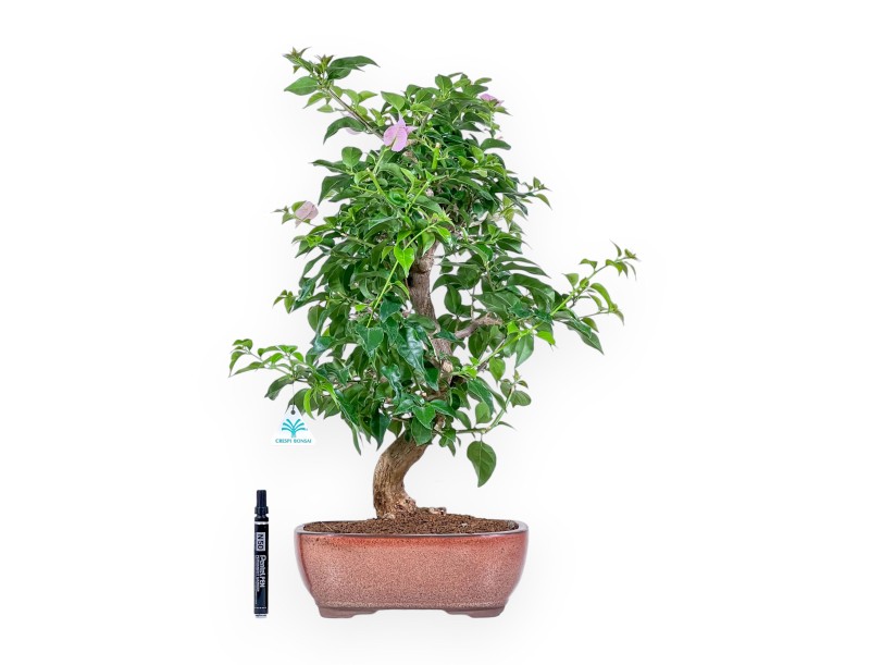 Bougainvillea-Bonsai %separator% %category%