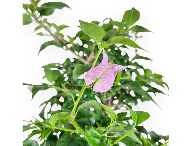 Bougainvillea-Bonsai %separator% %category%