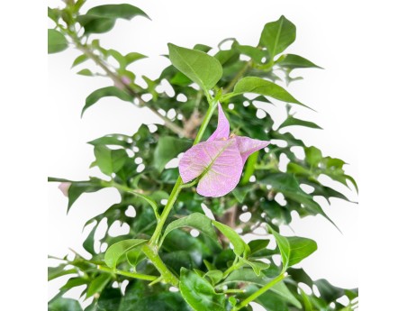 Bonsaï de bougainvillier %separator% %category%