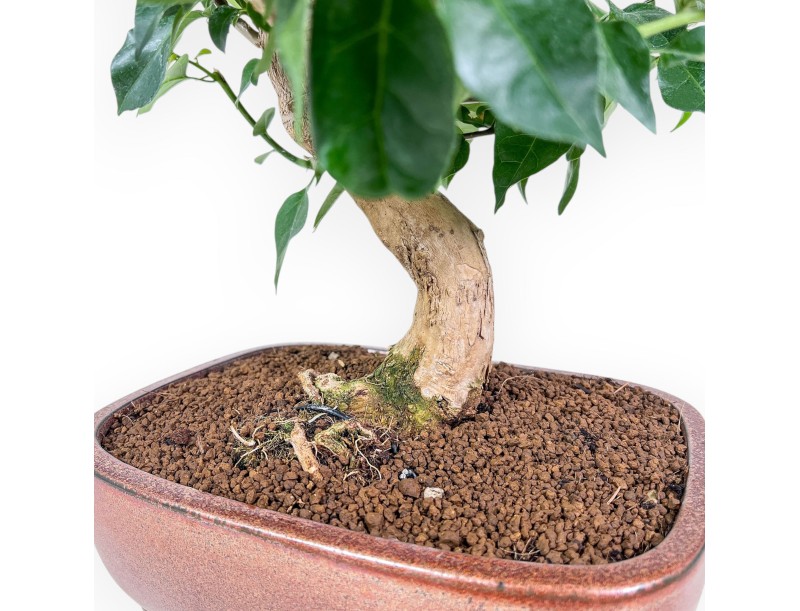 Bougainvillea bonsai %separator% %category%