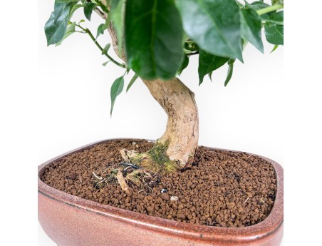 Bonsai di Bouganvillea %separator% %category%