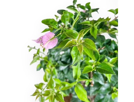 Bonsaï de bougainvillier %separator% %category%