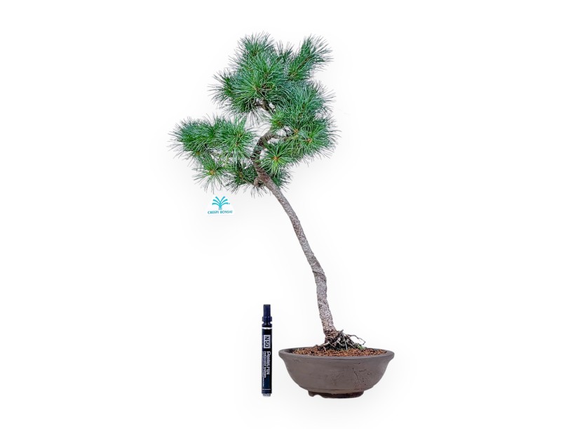 Pinus pentaphylla bonsai %separator% %category%