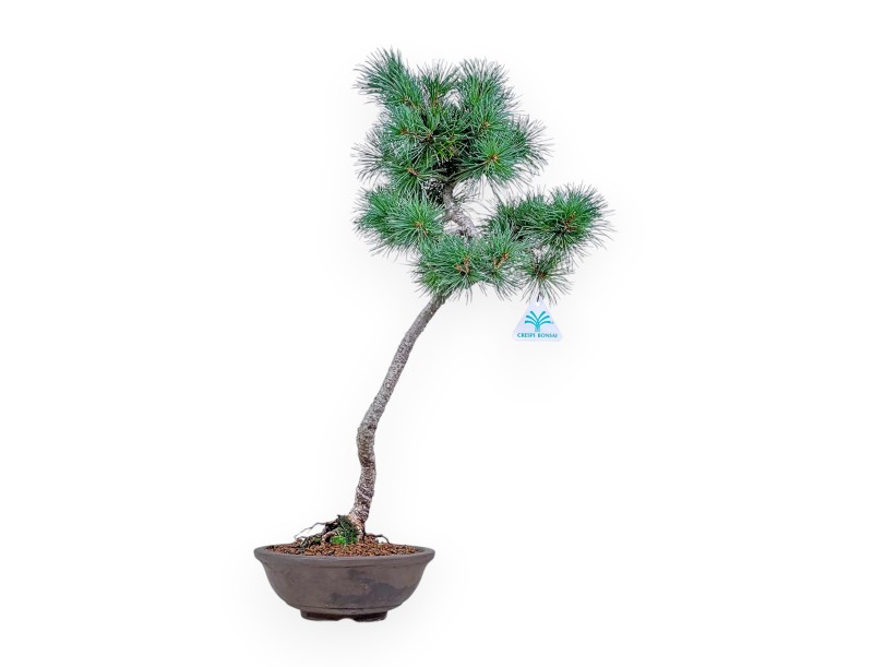 Bonsai di Pinus Pentaphylla %separator% %category%