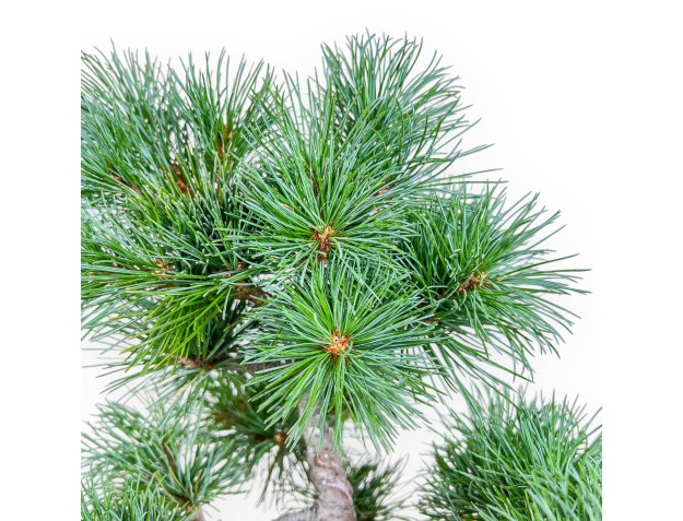 Pinus pentaphylla bonsai %separator% %category% 2