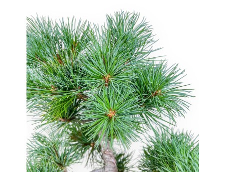 Bonsaï de Pinus pentaphylla %separator% %category%