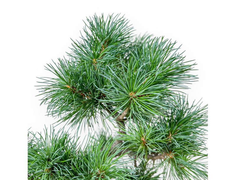 Pinus pentaphylla bonsai %separator% %category%