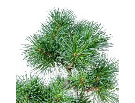Pinus Pentaphylla Bonsai %separator% %category%