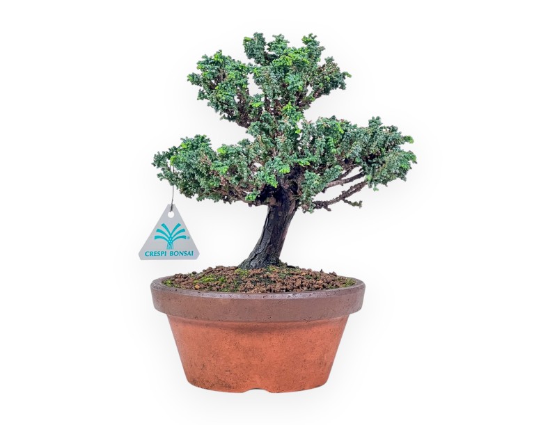 Bonsai di Chamaecyparis sekka inoki %separator% %category%