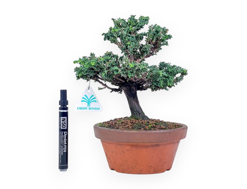 Bonsai aus Chamaecyparis sekka inoki %separator% %category%