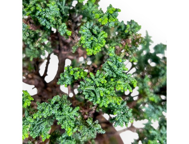 Bonsai di Chamaecyparis sekka inoki %separator% %category% 2