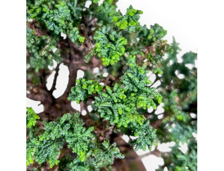 Bonsai aus Chamaecyparis sekka inoki %separator% %category%