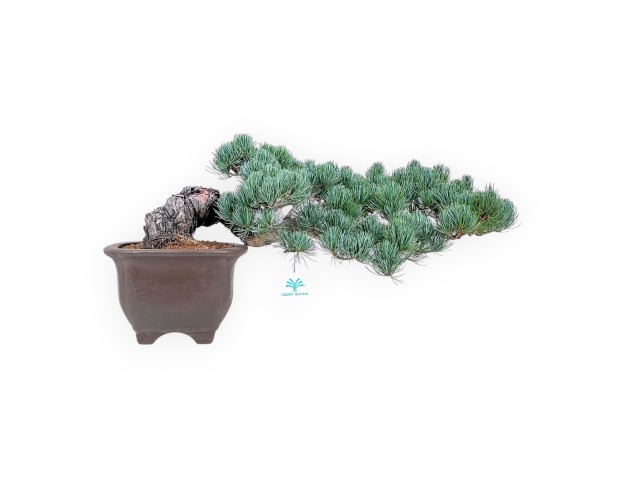 Pinus pentaphylla bonsai %separator% %category%