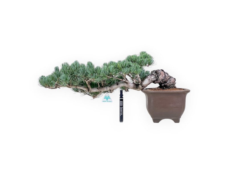 Bonsaï de Pinus pentaphylla %separator% %category%