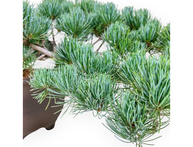 Pinus pentaphylla-bonsai %separator% %category% 2
