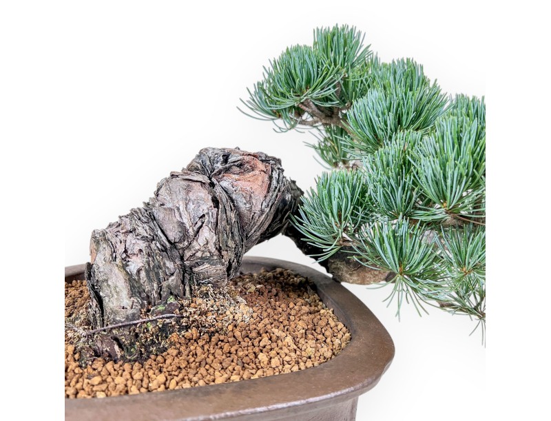 Bonsái de Pinus pentaphylla %separator% %category%