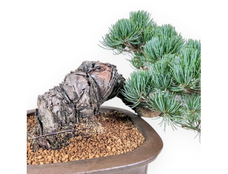 Bonsaï de Pinus pentaphylla %separator% %category%