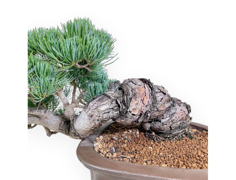 Bonsái de Pinus pentaphylla %separator% %category%