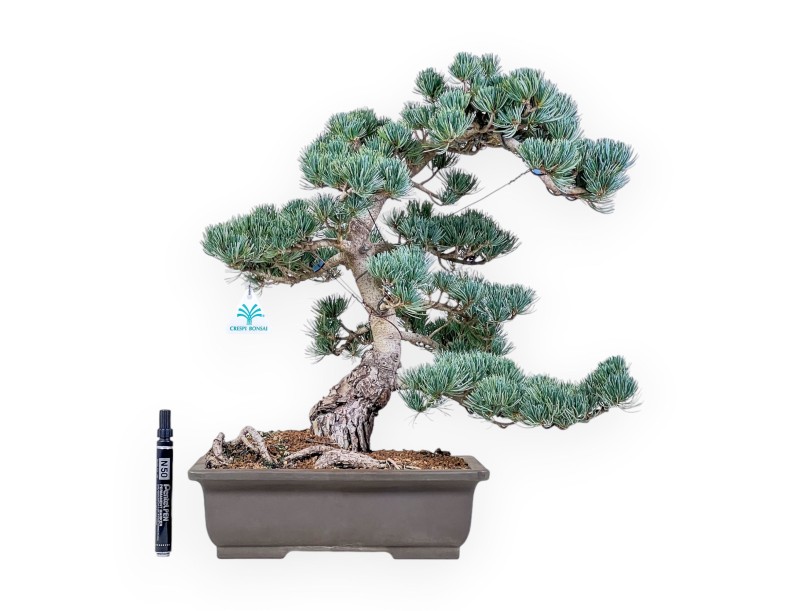 Pinus pentaphylla bonsai %separator% %category%