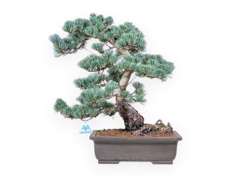 Pinus pentaphylla bonsai %separator% %category%