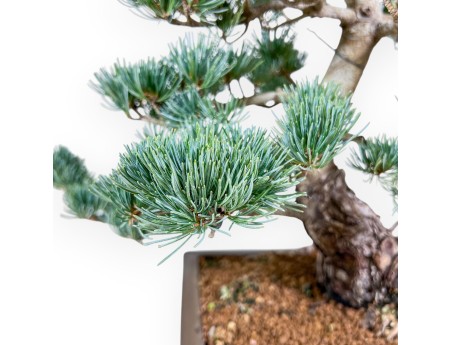 Bonsái de Pinus pentaphylla %separator% %category%