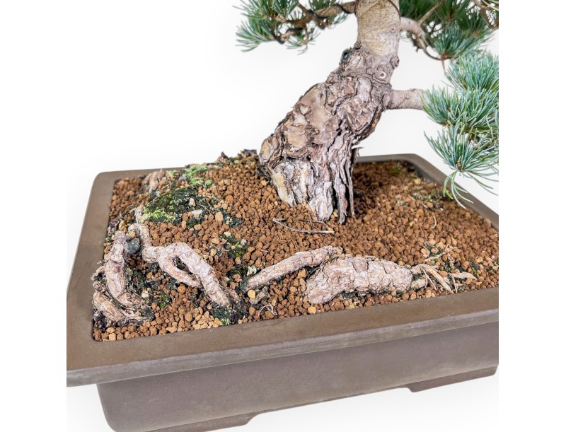 Bonsaï de Pinus pentaphylla %separator% %category%